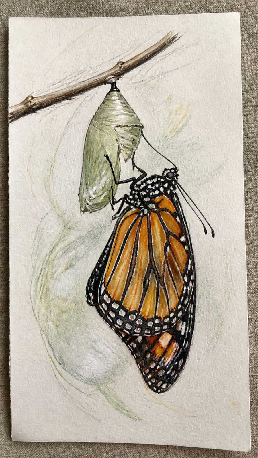 Bored of the Usual? Discover 16 Fresh Butterfly Drawing Concepts 35 Hand-drawn butterfly metamorphosis in colored-pencil and gouache drawing on textured paper, shown in a slightly off-center overhead — study 2