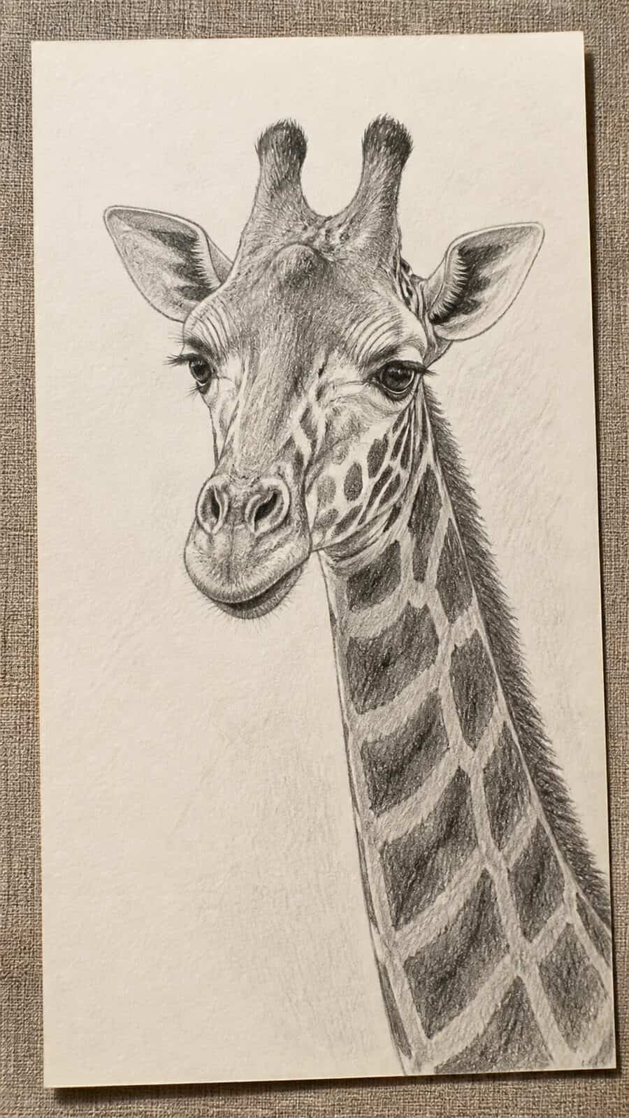 The 19 Animal Drawing Ideas Every Aspiring Artist Should Try 3 Hand-drawn graceful giraffe portrait in graphite drawing on textured paper, shown in a slightly off-center overhead composition, like — study 2
