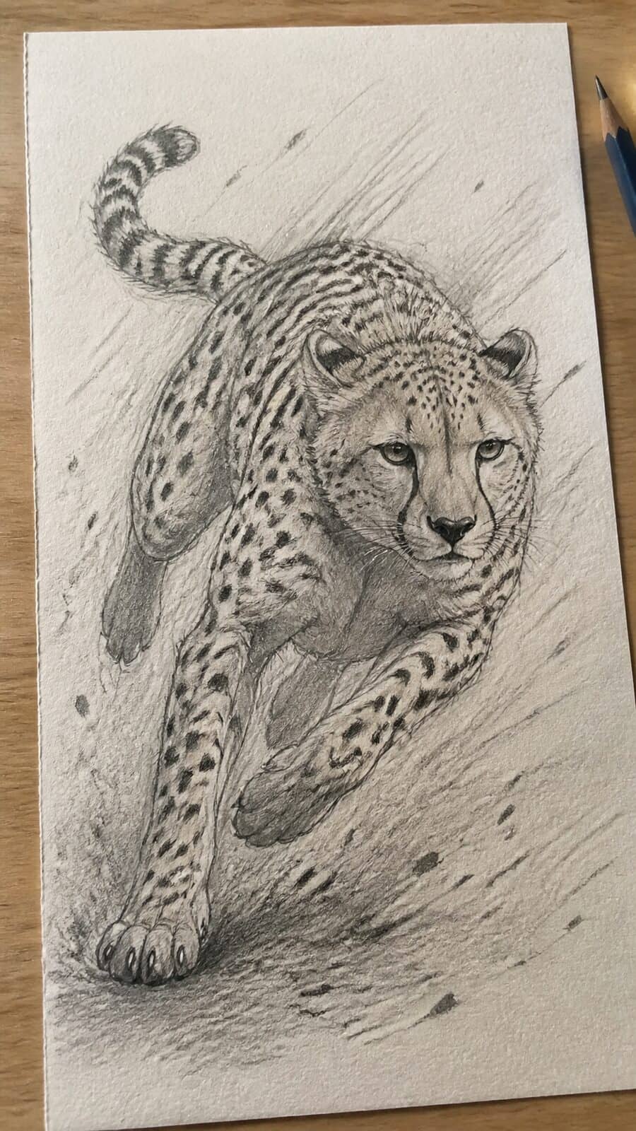 The 19 Animal Drawing Ideas Every Aspiring Artist Should Try 18 Hand-drawn agile cheetah sprint in graphite drawing on textured paper, shown in a close overhead crop — study 2