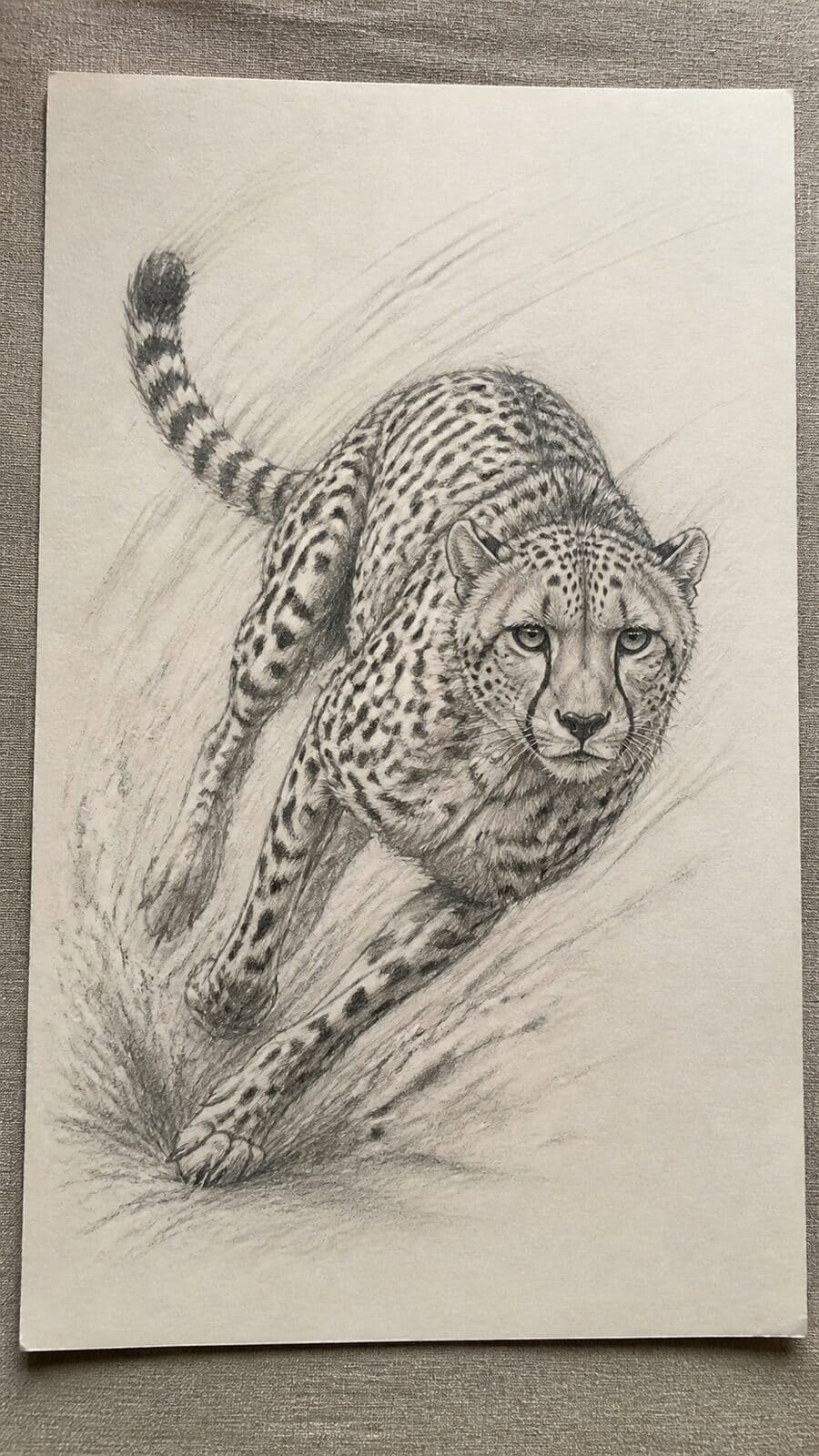 The 19 Animal Drawing Ideas Every Aspiring Artist Should Try 19 Hand-drawn agile cheetah sprint in graphite drawing on textured paper, shown in a slightly off-center overhead composition, like an — study 3