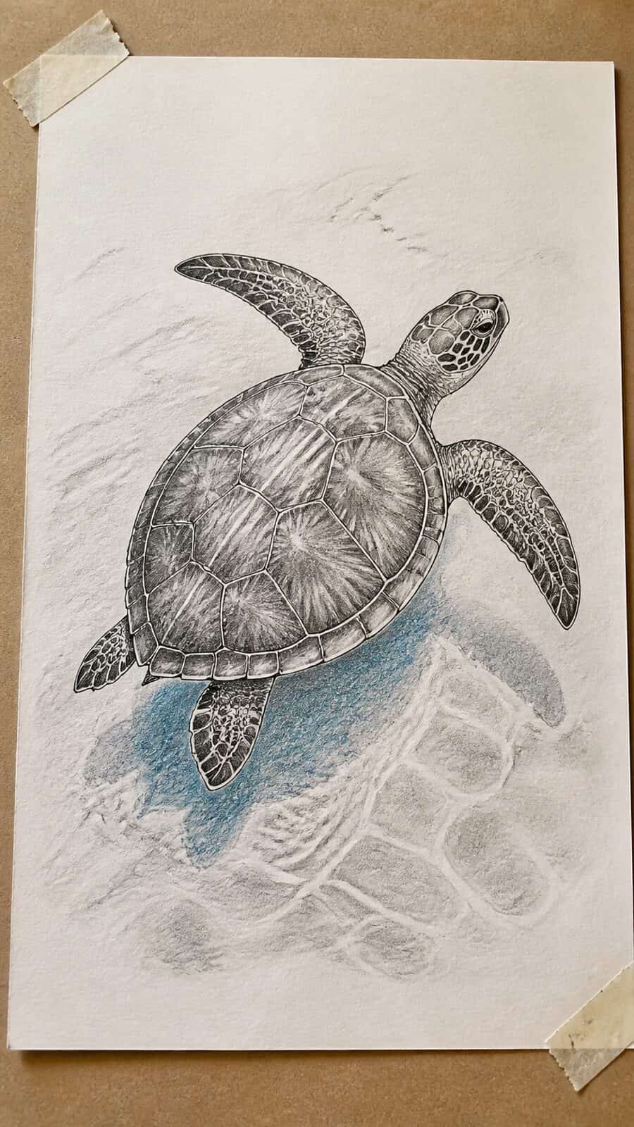 The 19 Animal Drawing Ideas Every Aspiring Artist Should Try 34 Hand-drawn serene sea turtle in mixed-media hand drawing on textured paper, shown in a slightly off-center overhead composition, like — study 3
