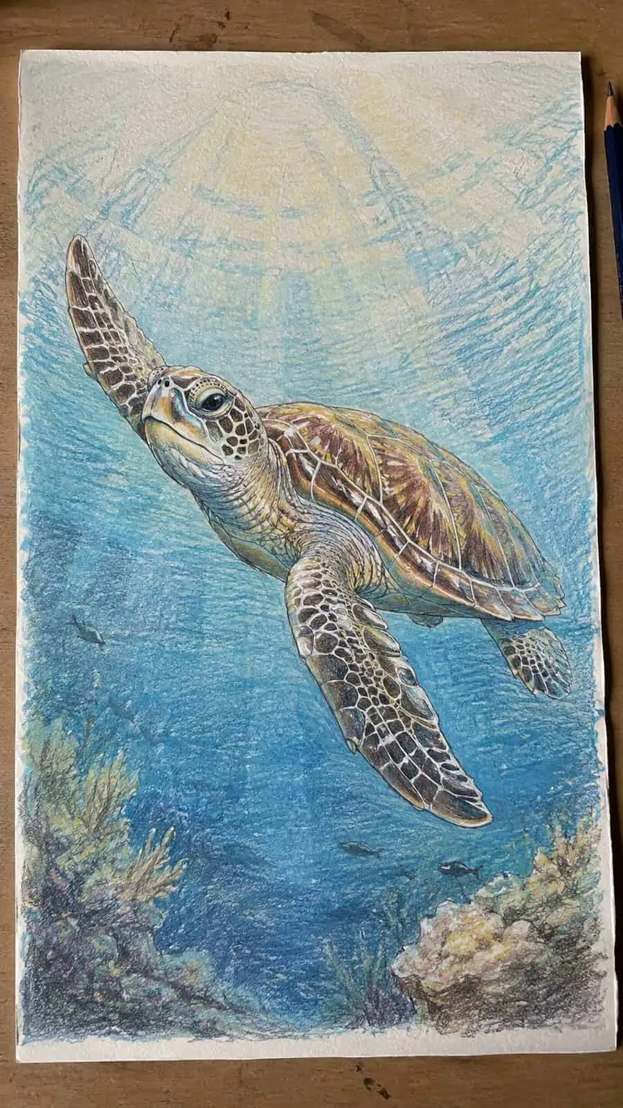 Hand-drawn the graceful sea turtle in colored-pencil and gouache drawing on textured paper, shown in a straight overhead view — study 1