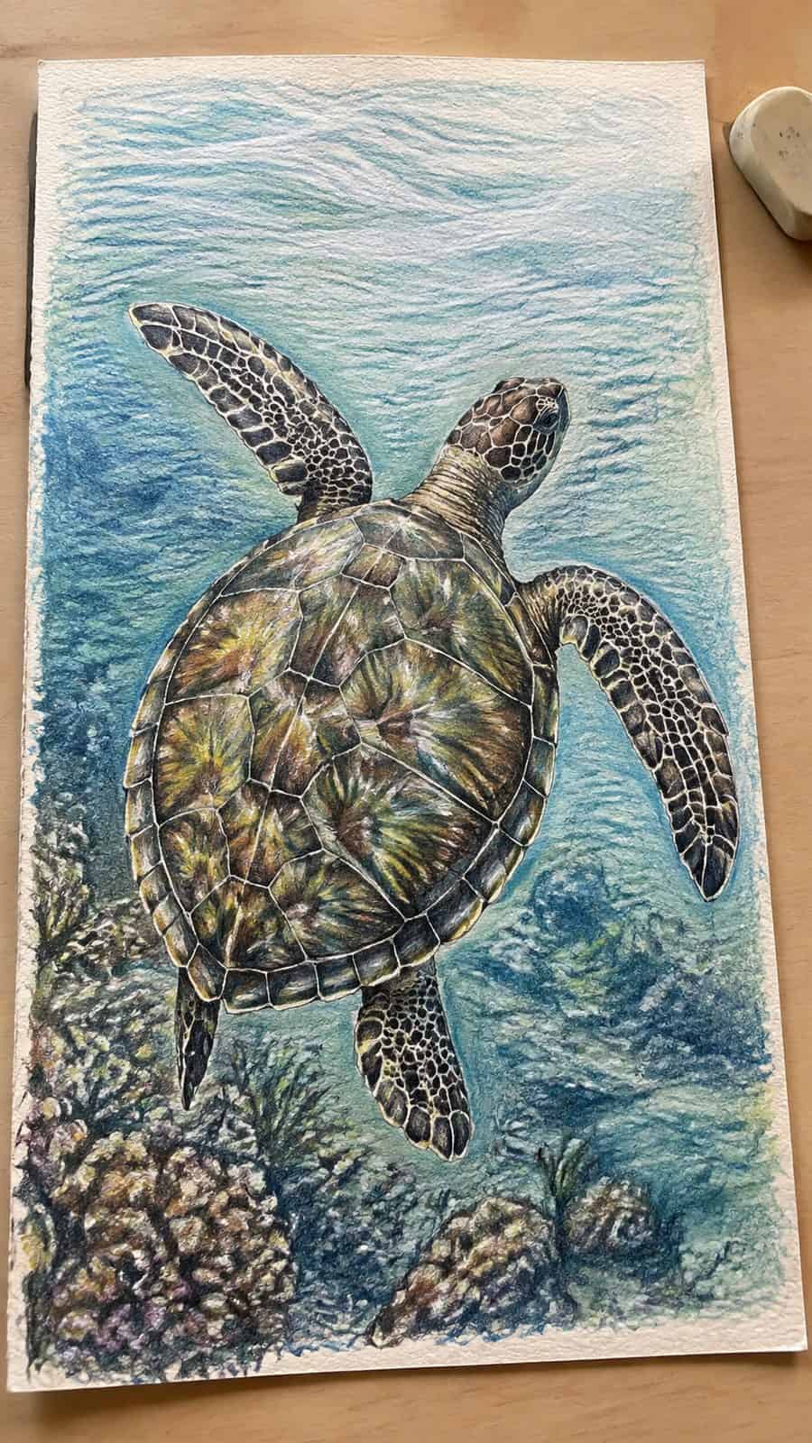 Hand-drawn the graceful sea turtle in colored-pencil and gouache drawing on textured paper, shown in a close overhead crop — study 3