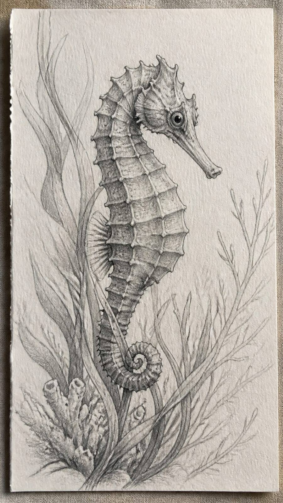 Hand-drawn seahorse serenity in graphite drawing on textured paper, shown in a close overhead crop — study 2