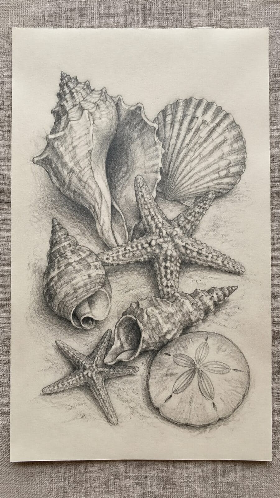 Hand-drawn seashells and starfish in graphite drawing on textured paper, shown in a straight overhead view — study 1
