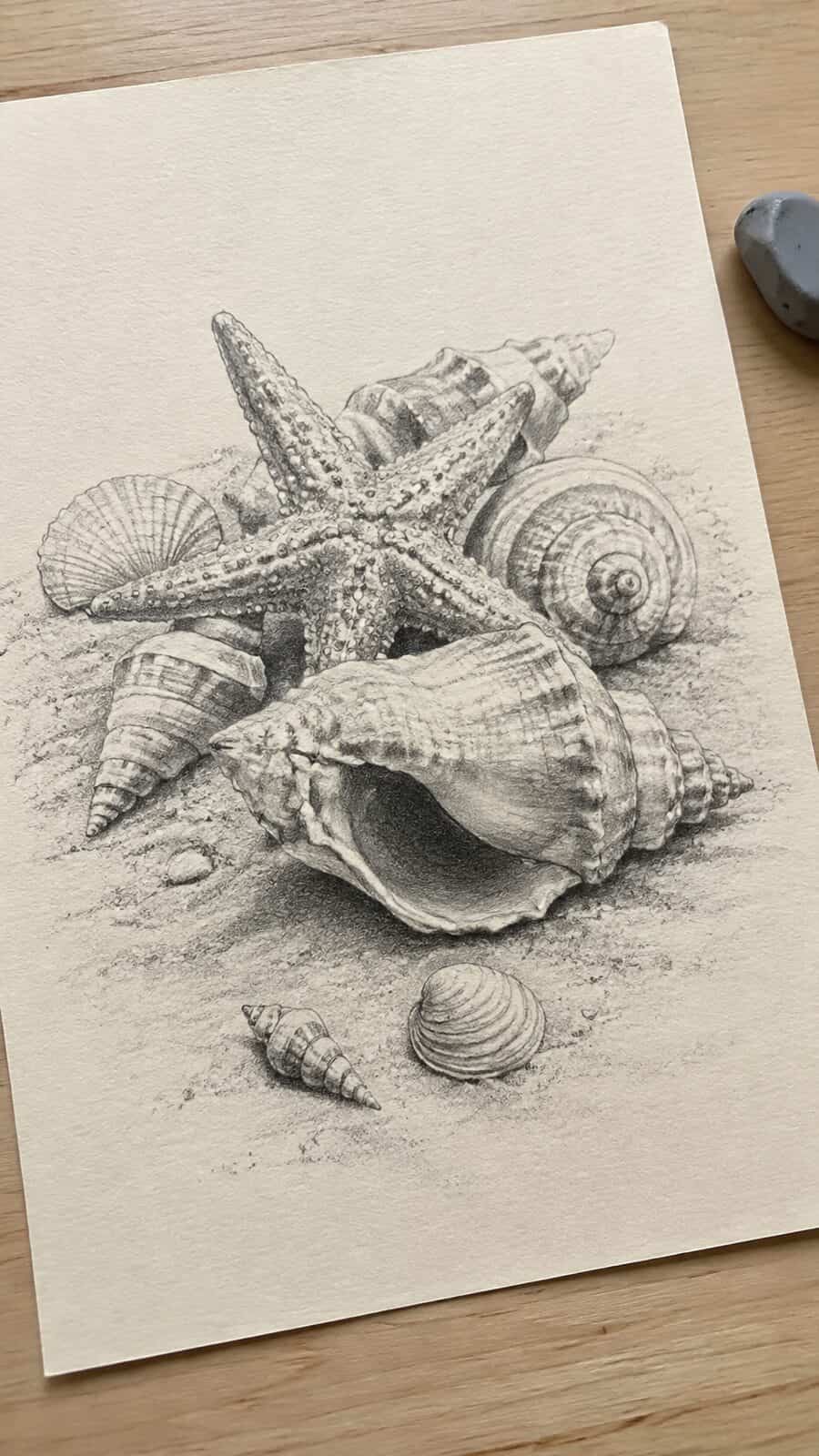 Hand-drawn seashells and starfish in graphite drawing on textured paper, shown in a gentle oblique desk view that shows paper tooth — study 2