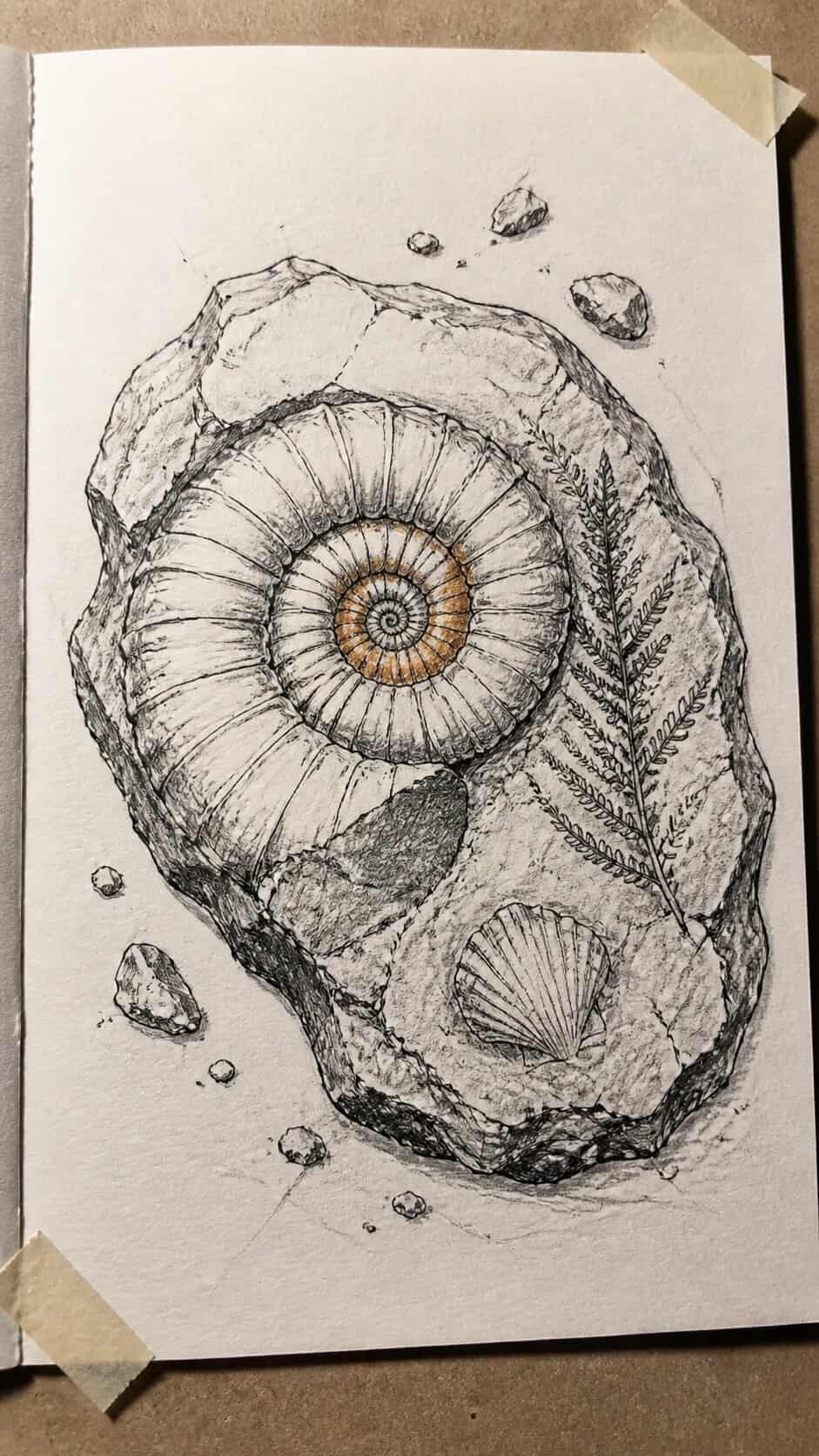 Hand-drawn fossil-inspired art in mixed-media hand drawing on textured paper, shown in a straight overhead view — study 1