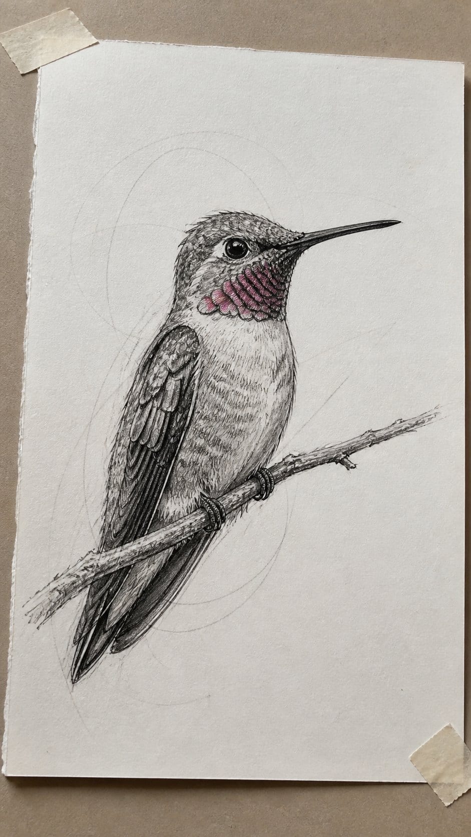 Hand-drawn realistic perched hummingbird in mixed-media hand drawing on textured paper, shown in a slightly off-center overhead — study 1