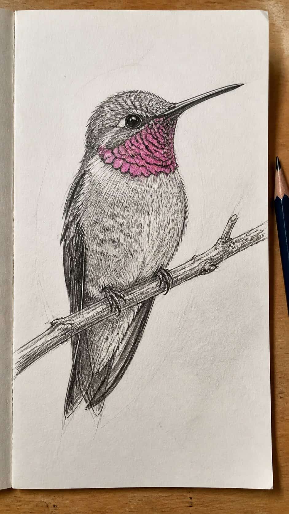 Hand-drawn realistic perched hummingbird in mixed-media hand drawing on textured paper, shown in a straight overhead view — study 2
