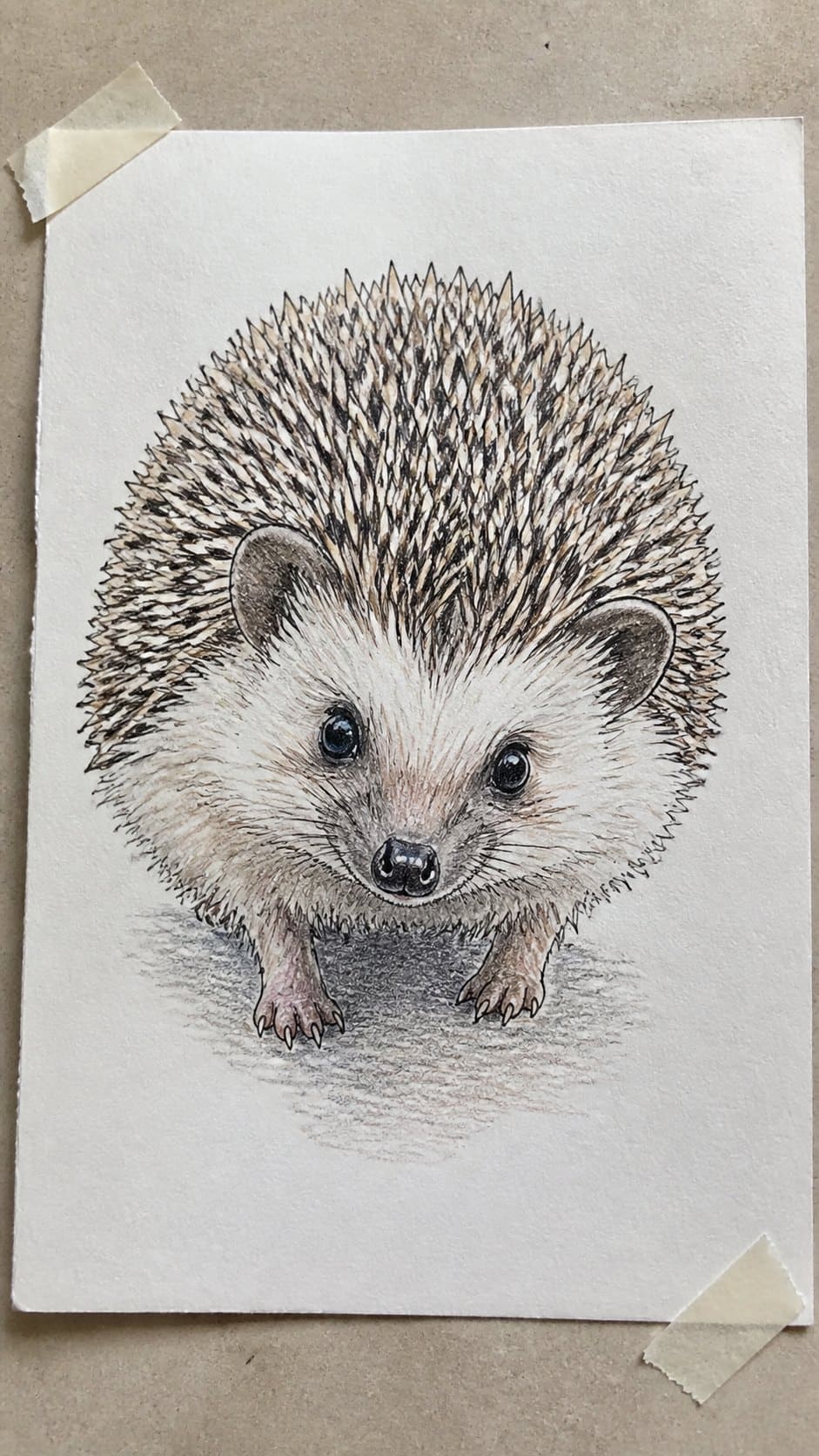 Hand-drawn hedgehog in colored-pencil drawing on textured paper, shown in a close overhead crop — study 1