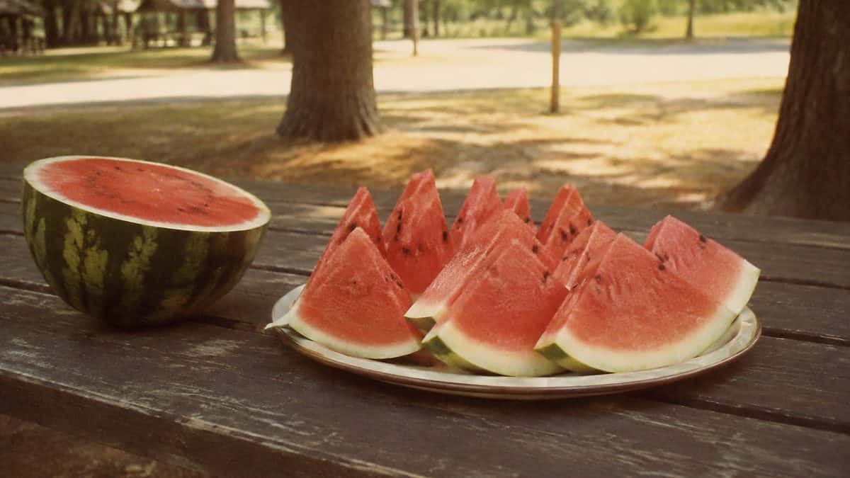 Authentic vintage snapshot of sliced watermelon on a picnic table.