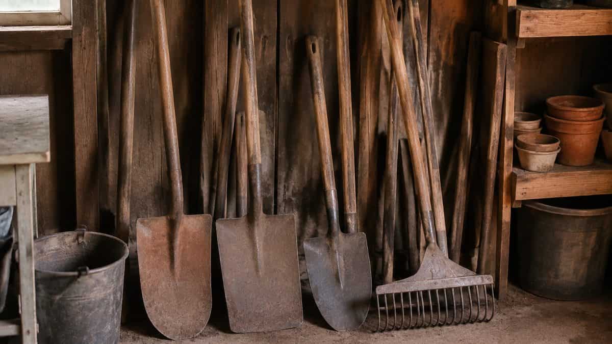 Genuine photo of rusty vintage garden tools like shovels and rakes in a garage or shed.
