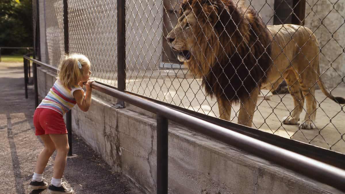 Children at a zoo