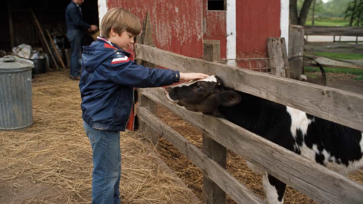 School group or child interacting with farm animals.