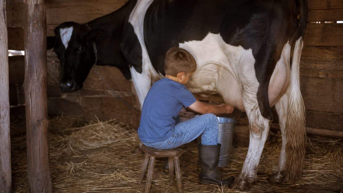 Child milking a cow in a barn