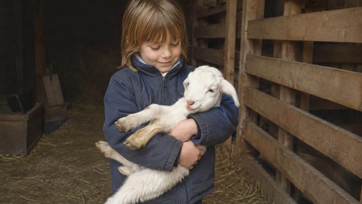 Farm child holding a newborn lamb or goat