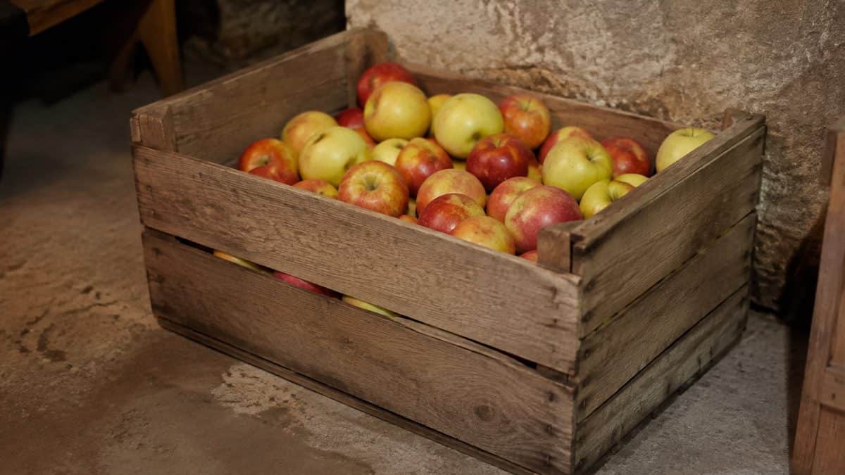 15 Basic Life Hacks from Grandma That Still Beat Modern Solutions 14 Real photograph of apples stored in a single wooden crate in a cellar.