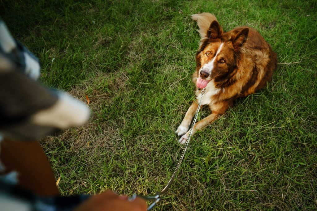 keep your dog close