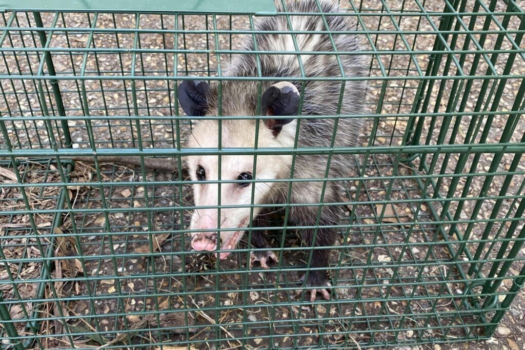 slidell animal control for opossums