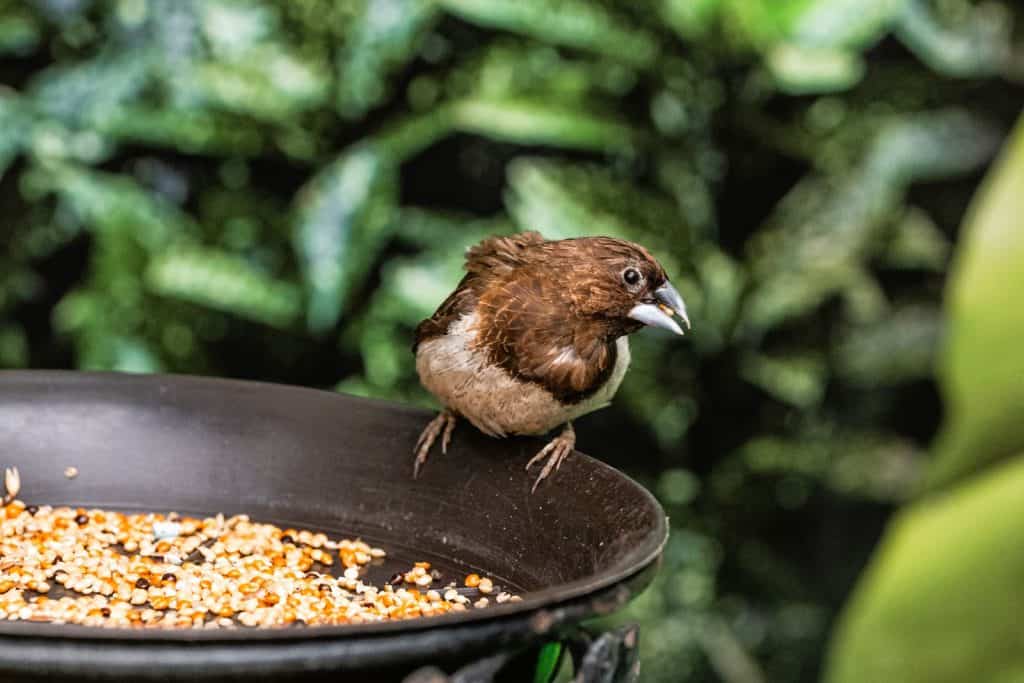small-brown-finch-bird-eating-seeds-from-feeder