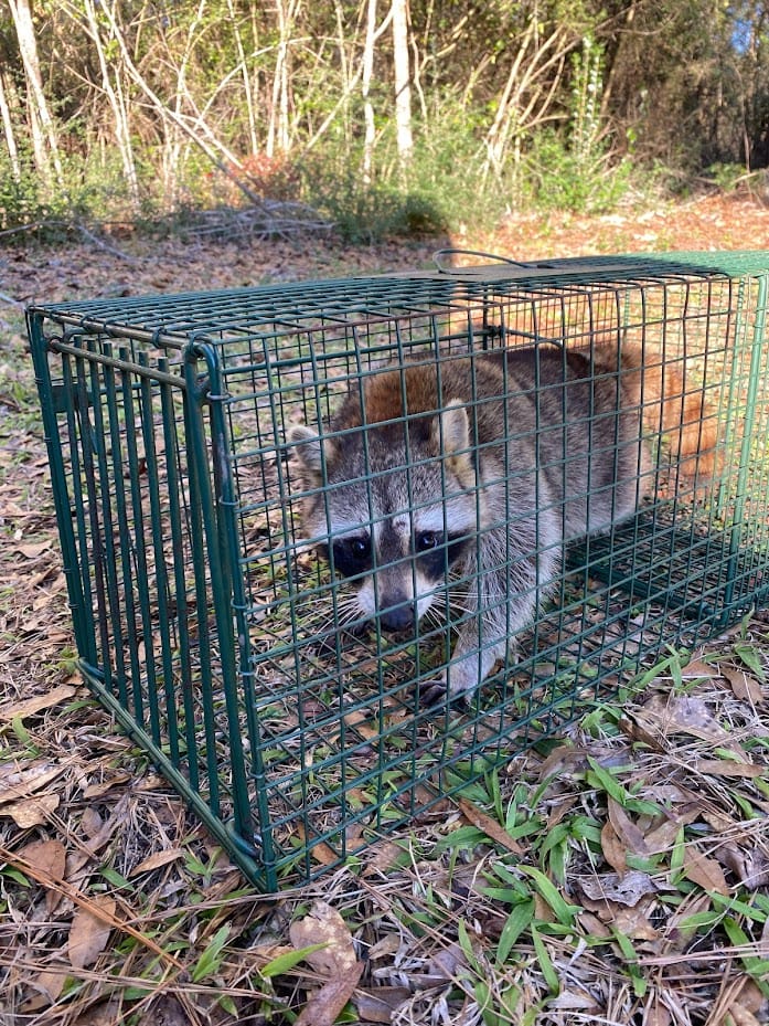 trapped raccoon