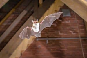 bat-flying-inside-building