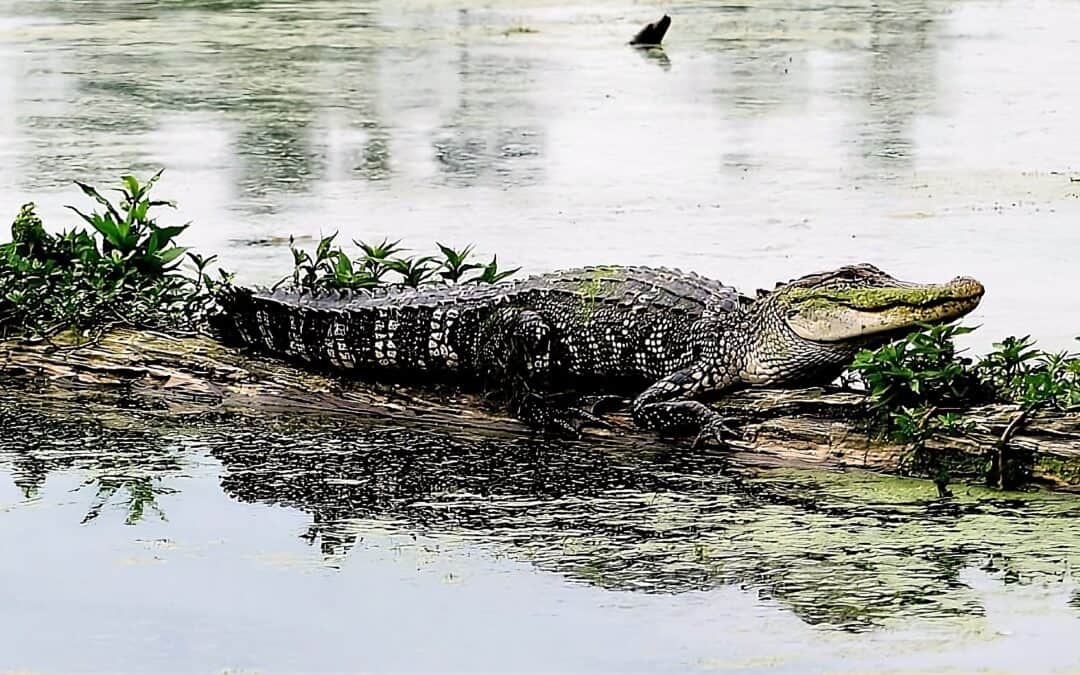 bayou slidell louisiana alligator