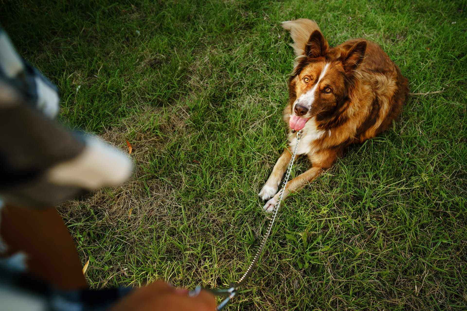 10 Dog Boarding and Training Benefits at One Facility