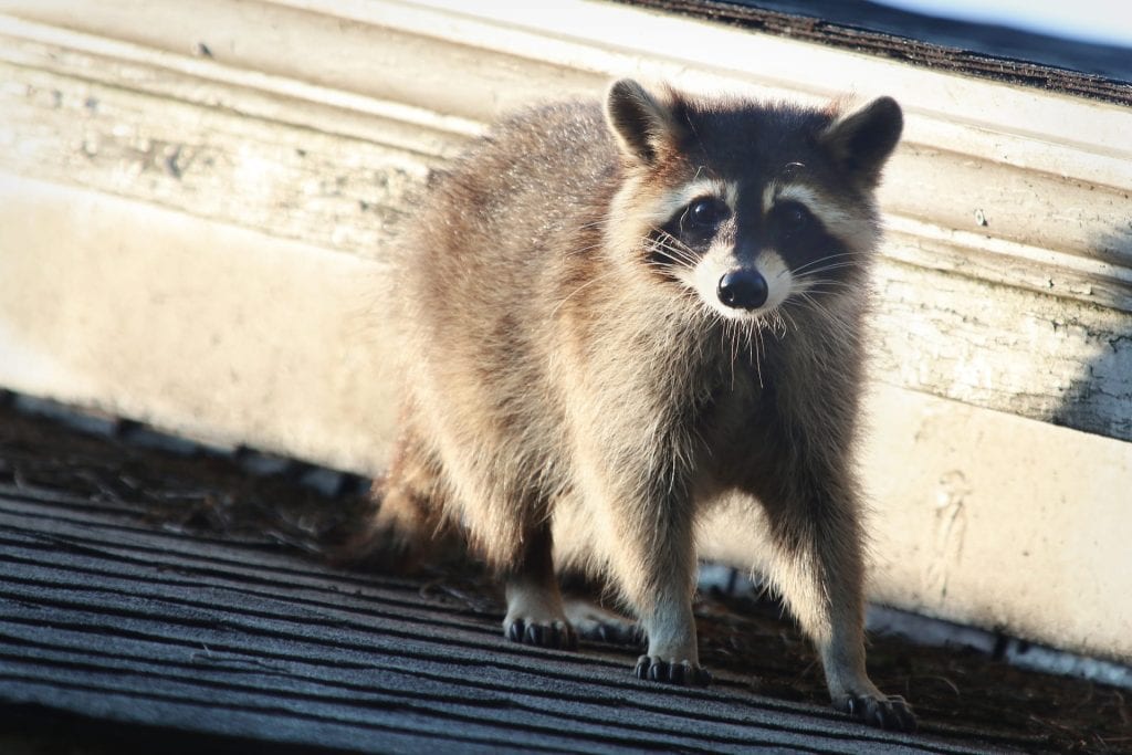 Animal Control for nuisance wildlife
