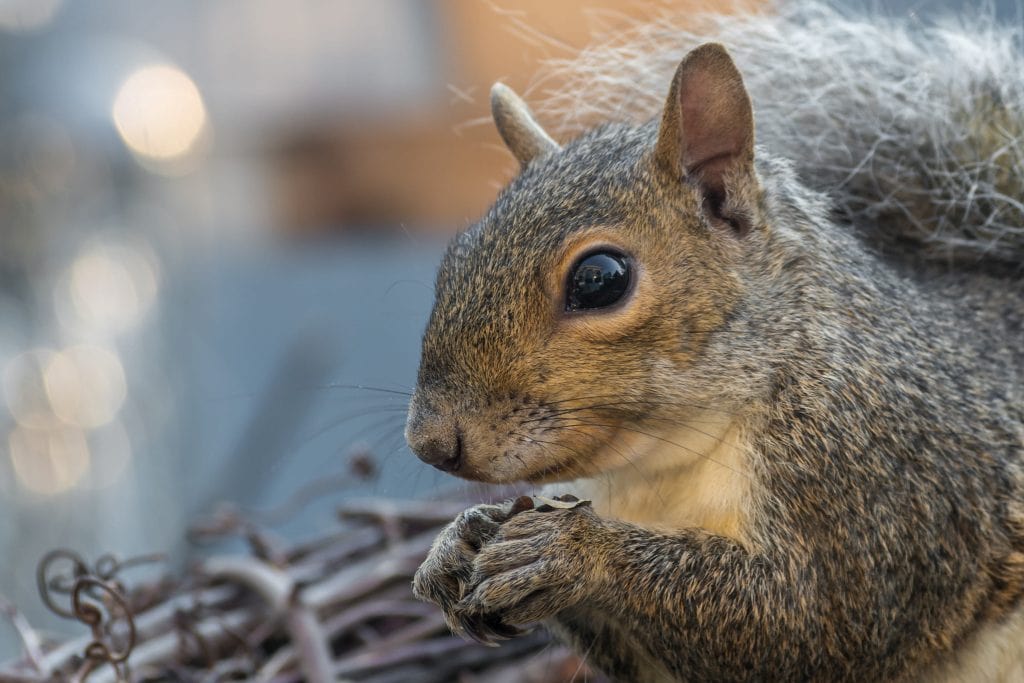 Squirrel