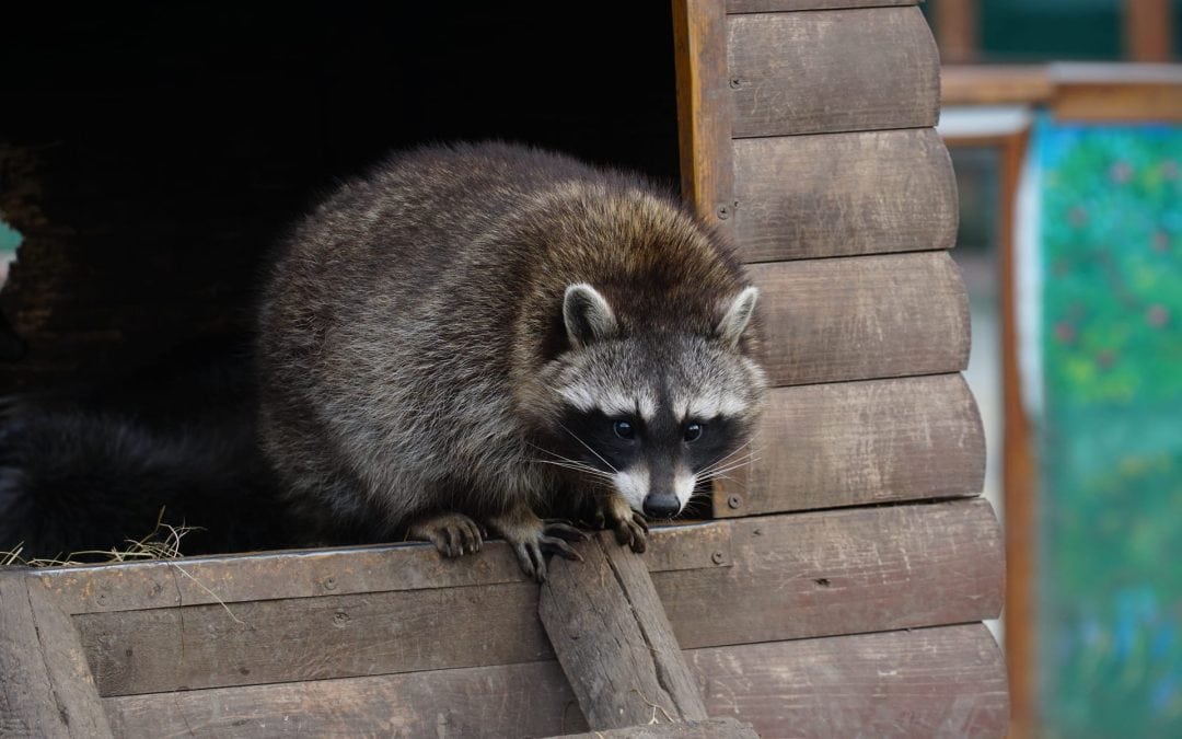 raccoon-in-a structure