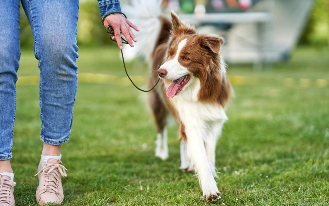 training a dog to walk on a leash