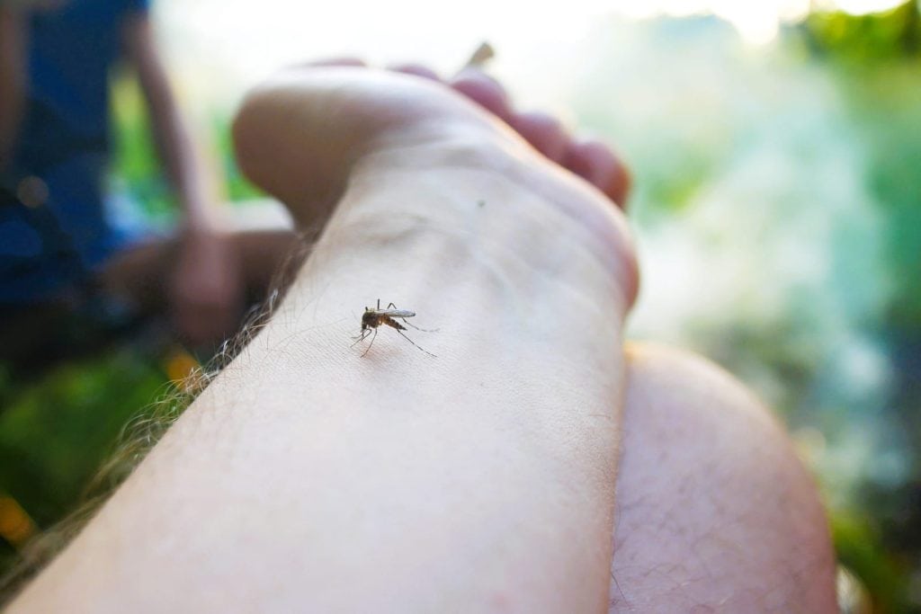 mosquito-on-a-person-s-arm