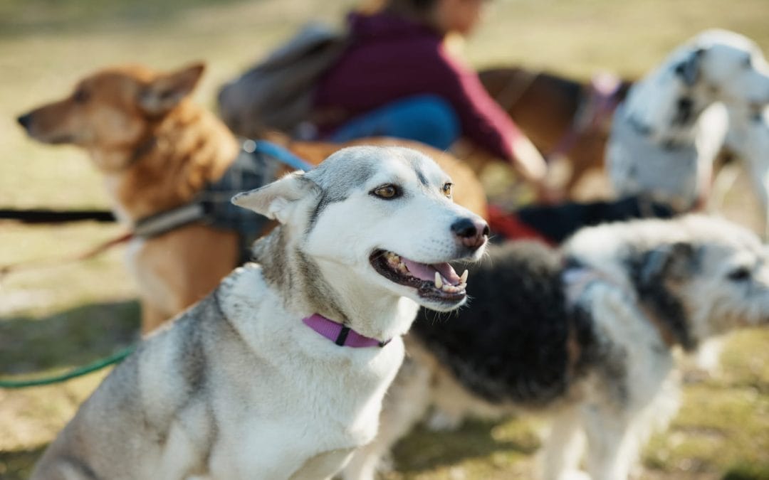 St. Tammany Animal Shelter Dog Population Surges Past Capacity