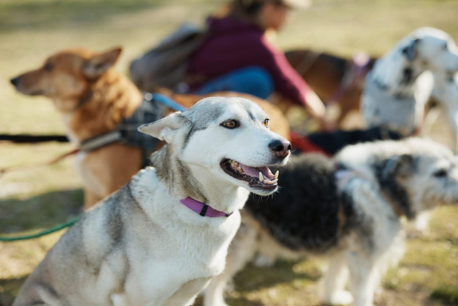 St. Tammany Animal Shelter Dog Population Surges Past Capacity