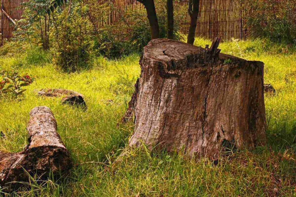 stump grinding service in Slidell, LA