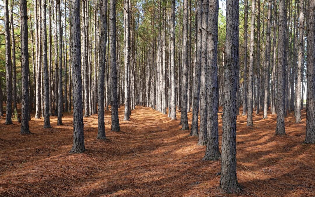 Benefits of Land Clearing During the Winter Months