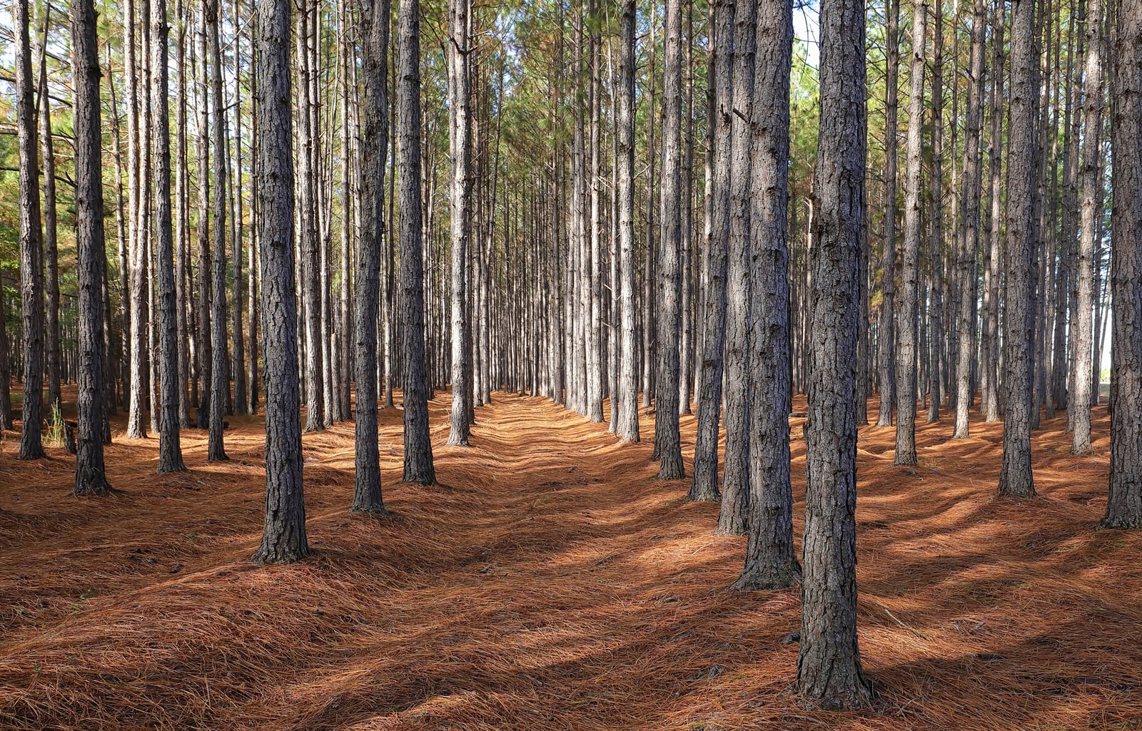 Benefits of Land Clearing During the Winter Months