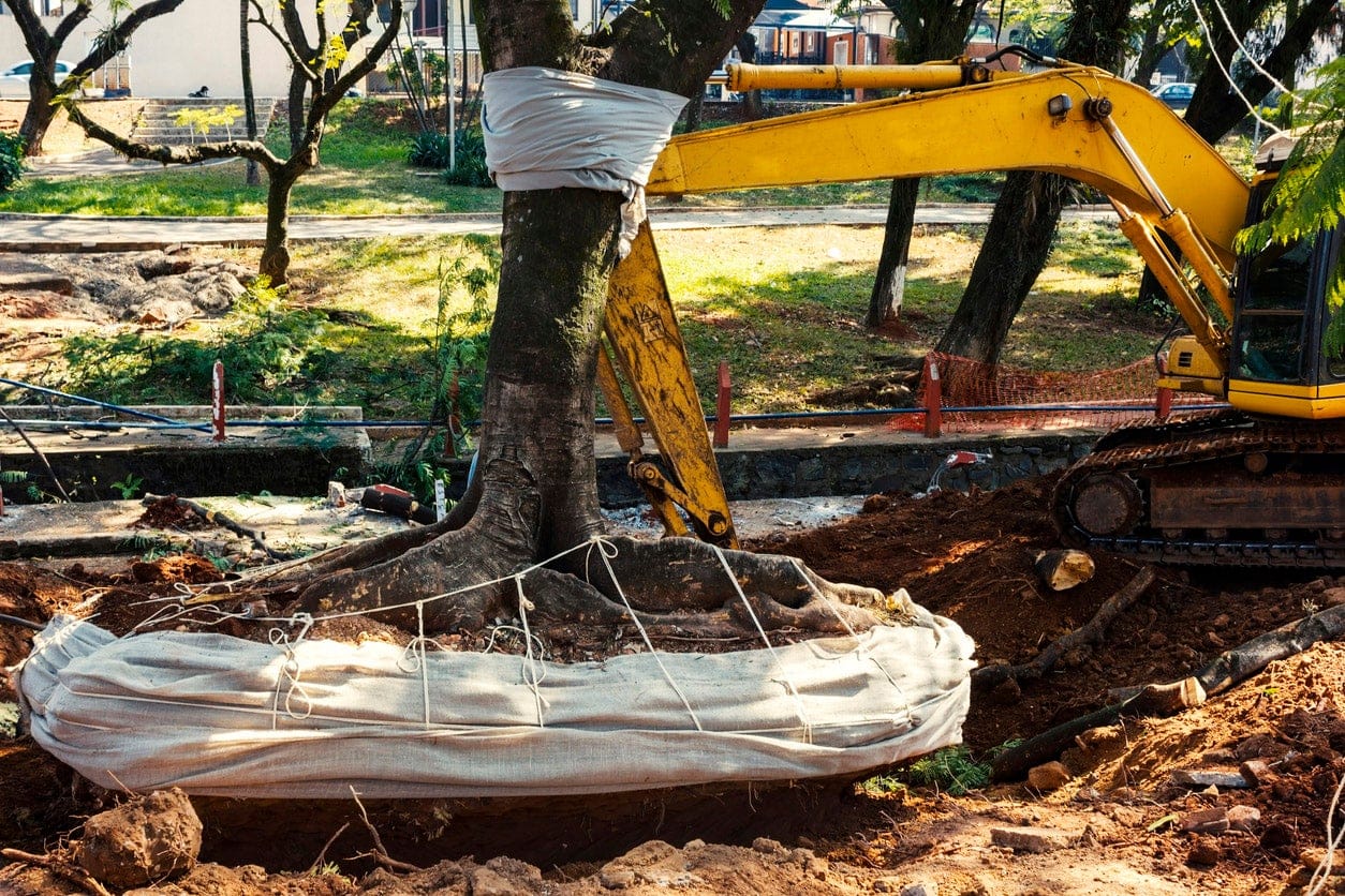 tree removal service