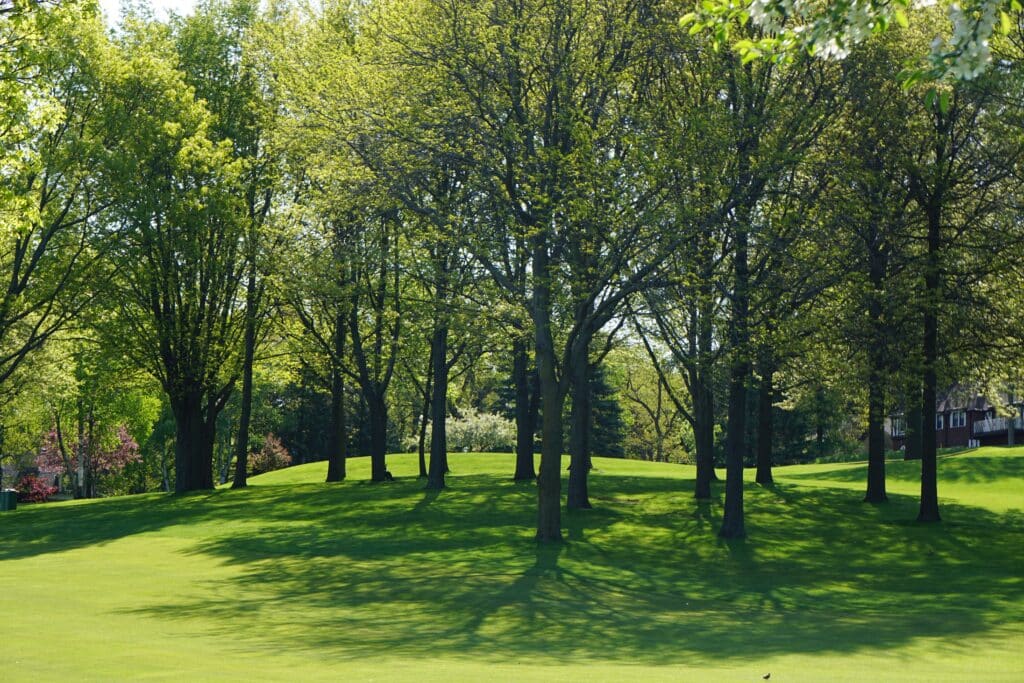 trees in a forest