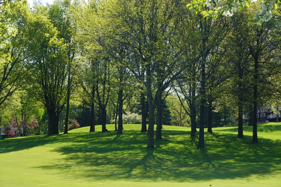 trees in a forest