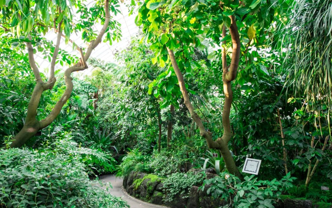 Tree Services for Shade and Cooling in New Orleans