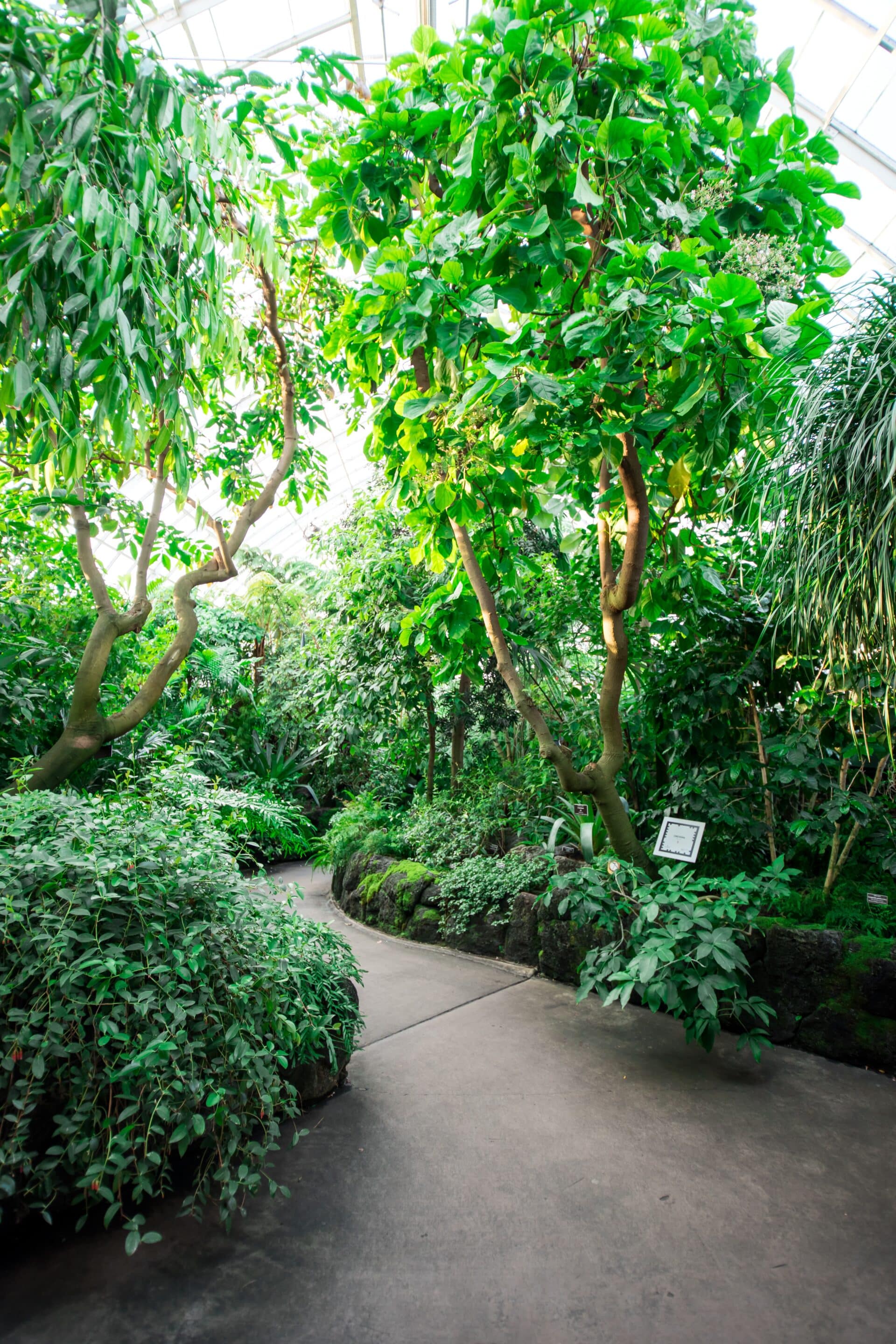 Tree Services for Shade and Cooling in New Orleans