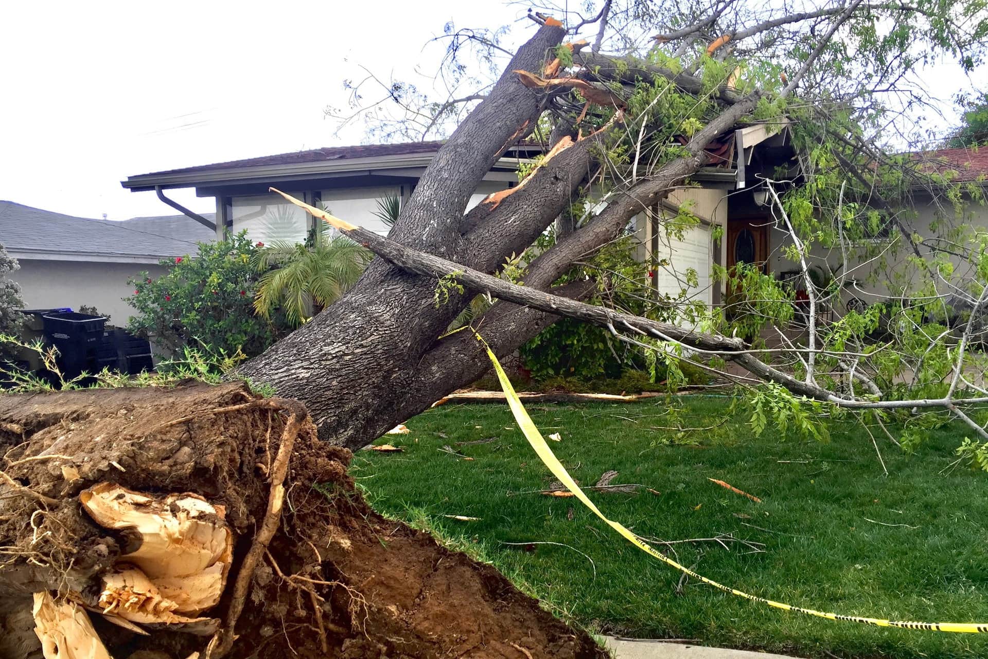 Professional Tree Services
