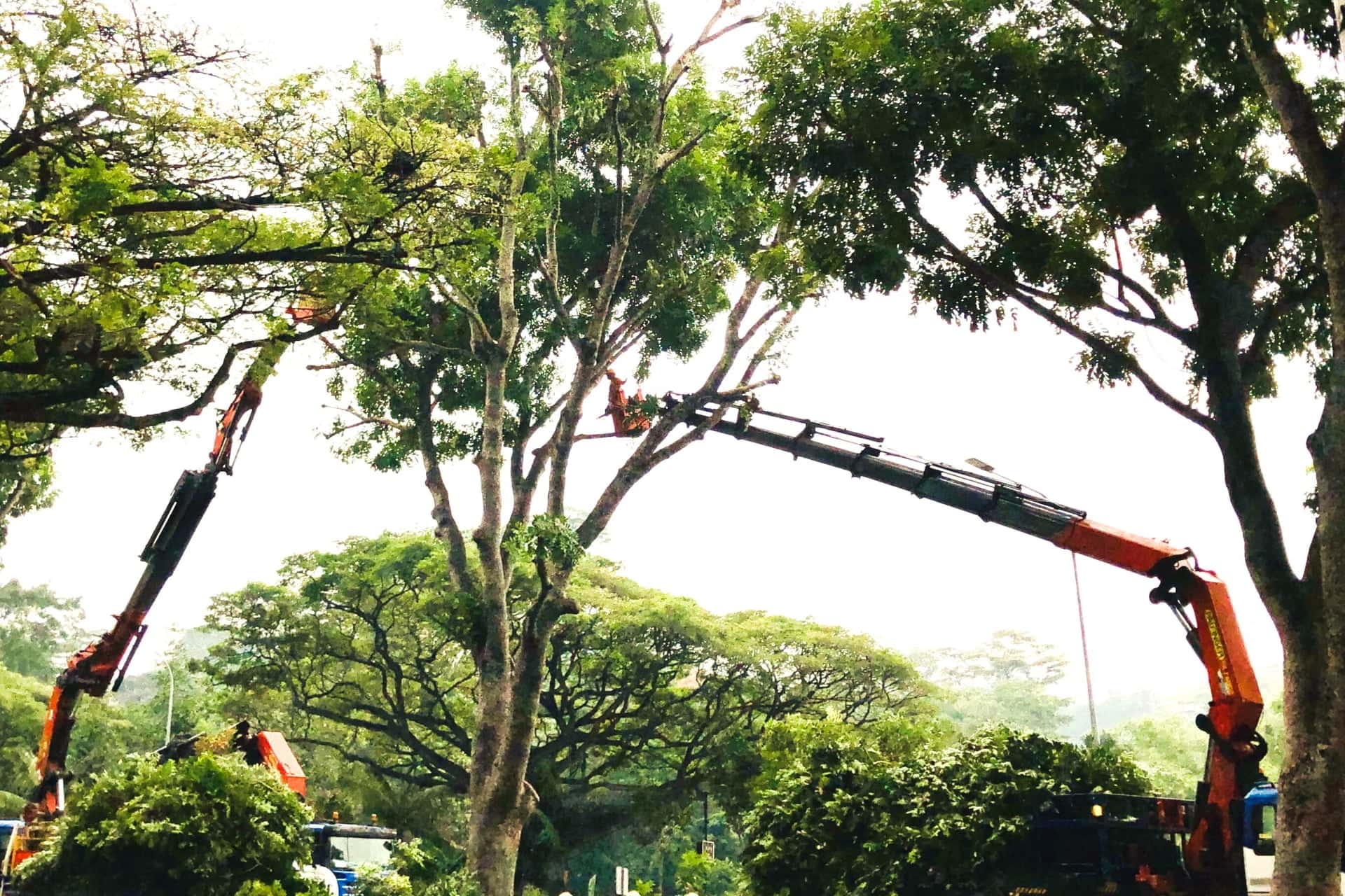tree trimming service