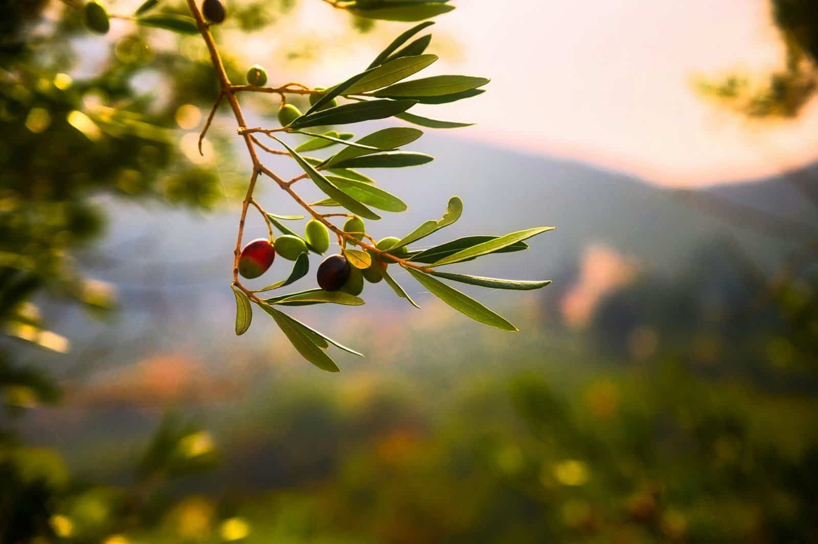 Olive Oil Grades Explained: Beyond the Label