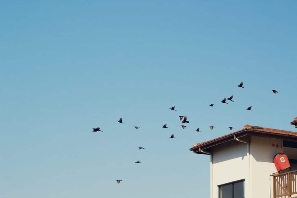 Best Solar Bird Deterrents for Panels in 2026: Mesh, Clips, and Nesting Prevention