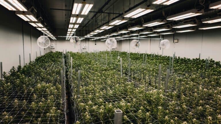 Best Solar Powered Greenhouse Fans in 2026: Heat Peaks When the Sun Peaks