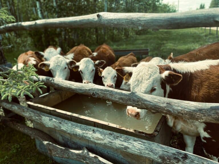 Best Solar Livestock Watering Systems in 2026: Daily Demand, Freeze Protection, and Backup Storage
