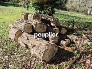 vends lot bois peuplier,eucalyptus,cèdre,laurier